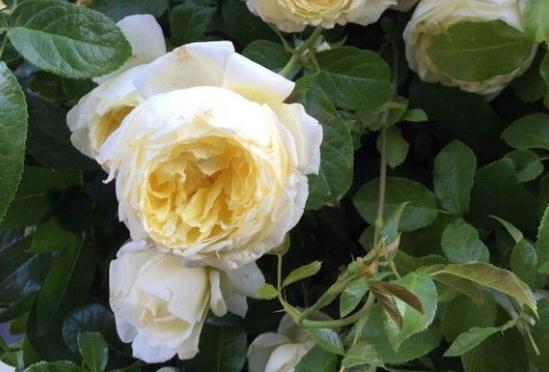 大赦国际月季的简介