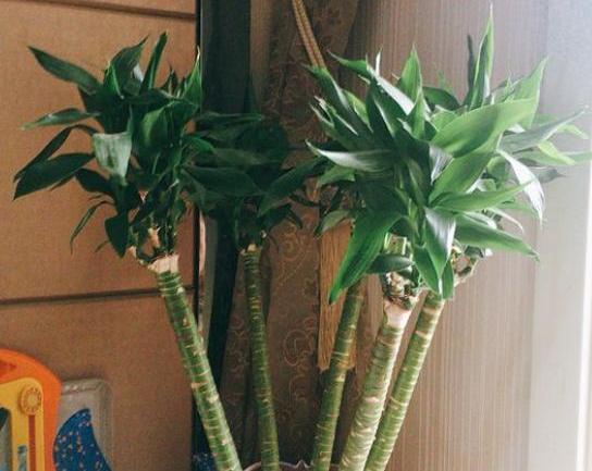 水培富贵竹根部腐烂的尴尬，怎么办？快来学学怎么挽救吧！