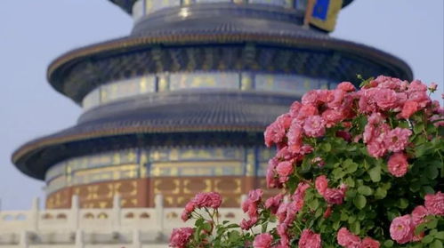 从学徒到大师：富迎辉的月季之路