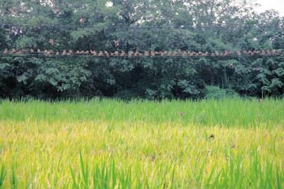 稻田藤种选择难题：一场种植者的头脑风暴
