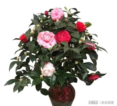 茶花种植要点是什么？如何选择合适的土壤和光照