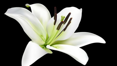 《百合花开，寓意如意：探索花语的浪漫与智慧》