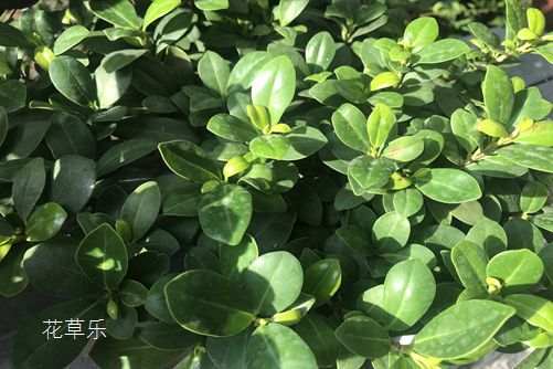 修剪枝条， 榕树的“再生”嫩力