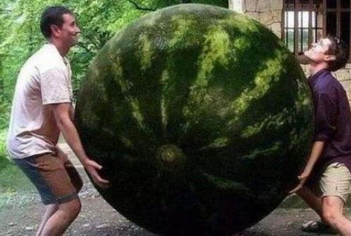 想看世界上最大的西瓜吗？西瓜之王即将揭晓