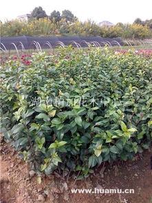 柏加花卉苗木基地：名贵花木争奇斗艳