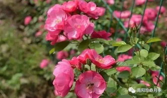 月季缺铜症状：叶尖枯萎， 黑色斑斑