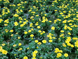 顾客的挑选与满意