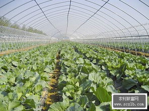 冬日里的绿色盛宴：苏州冬季蔬菜大盘点