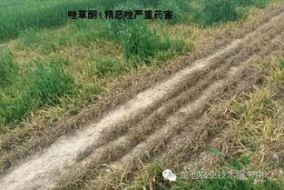 莠去津除草剂药害问题解析