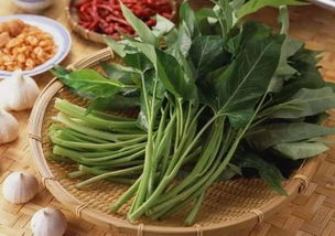 揭秘菜苗不长绿之谜：如何应对菜苗变黄的困境？