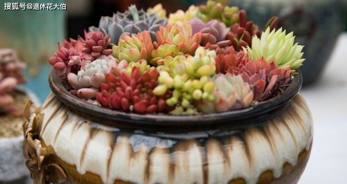 养护屁股花， 避免误区