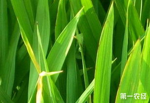 水稻心叶卷筒状，警惕病虫害侵袭