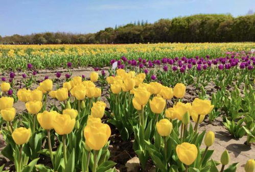 郁金香，春天的使者