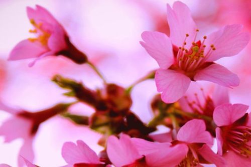 掉钟花适合在什么季节种植？