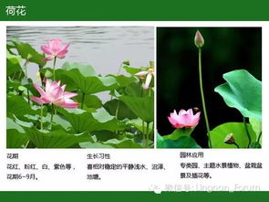 荇菜，浮水小精灵