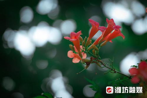 凌霄绽放，心弦共舞花语传