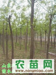 苗木土球小，是不是有点堪不懂啊？