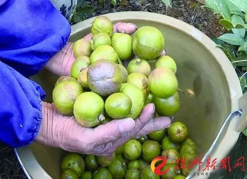 新鲜油茶果晒干秘籍：一斤鲜果能出多少斤干籽？