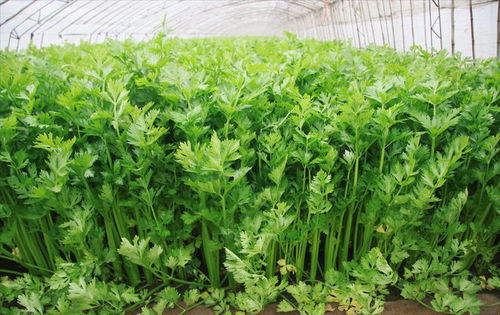 西芹在哪个季节种植最好？几月份种植西芹最合适呢