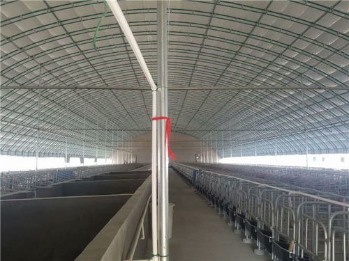 大棚养猪方位宜南北朝向，采光通风佳
