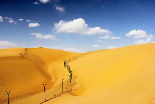 沙漠中的奇迹：沙漠黄金草