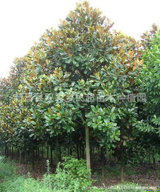 修剪枝叶， 减轻负担