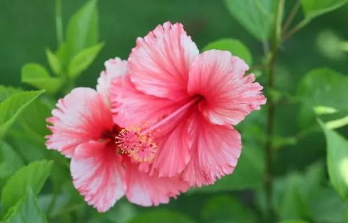 花朵图片大全：各种漂亮花花