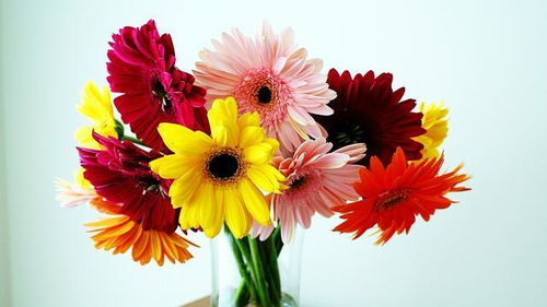 不同花卉， 不同浇水