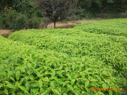 阿匹林的梗多作用