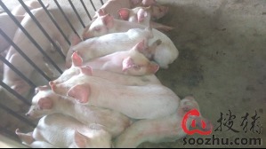 猪消瘦炸毛喘气久治难愈，常见病因及防治方案是什么？