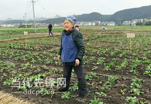 艾草产业：桐柏县的致富密码