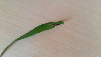 吊兰叶子缩了，是缺水吗