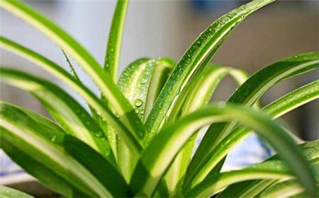 吊兰移植后如何浇水？多久浇一次水合适