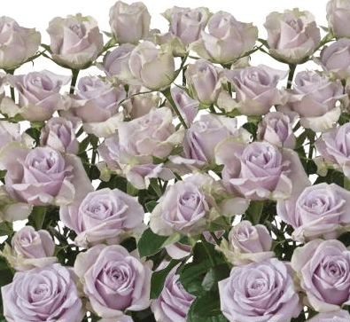 湿热天气，病害爆发