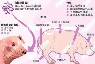 猪链球菌防控，多途径综合管理