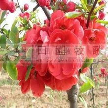 海棠花：国艳之誉