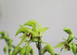 新手种花总养死？不怕死的6种花，省下300元药费！