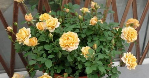 秋天月季掉叶子，小技巧解决