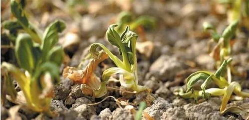 在炎炎夏日种植哪些叶菜品种geng容易存活呢？