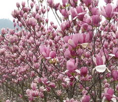 红玉兰树苗繁殖小秘诀，让你养出开花神器嗯！