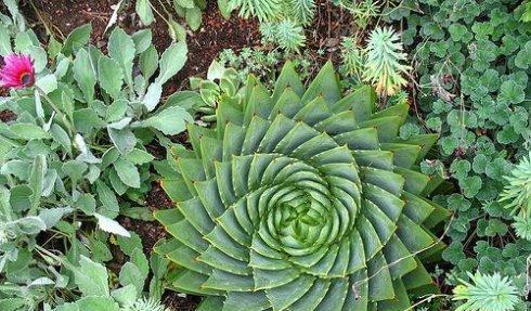 螺旋芦荟如何种植？适合哪些土壤