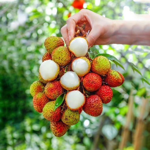 乙烯利与一喷红混用对龙眼控梢喷施效果及安全性有影响吗？