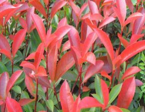 红叶石楠小苗种植心得分享