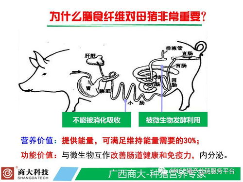 膳食纤维对妊娠母猪有何益处？如何影响其消化吸收和繁殖性能