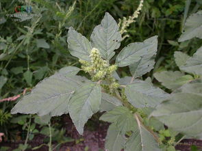 反枝苋：一年生草本