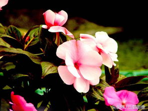 土壤和光照， 讲究可多了