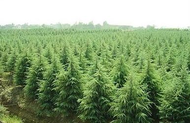 青岛苗圃的聪明Zuo法