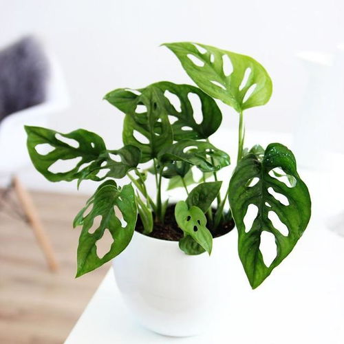 耐阴好养懒人植物有哪些？这几种植物让你轻松养绿植