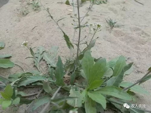 五、适宜施药时期，精准施药