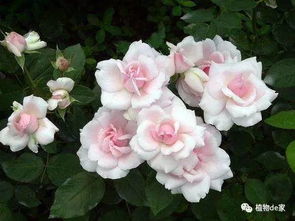 北京市花是月季花吗？这篇文章将揭晓答案